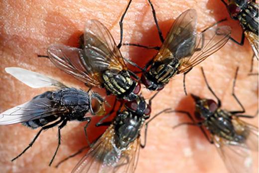 Praga de moscas que assola Luanda poderá só ter fim em Junho