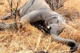 Angola ainda regista abate de elefantes devido a caça furtiva para obter marfim