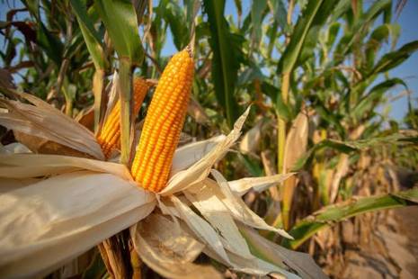 Angola condiciona importação de milho à compra de 30% da produção nacional