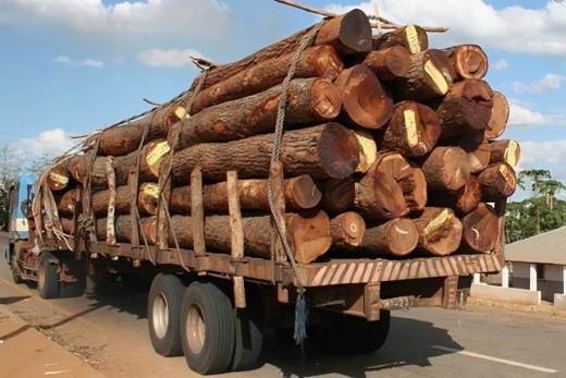Ministro considera exploração ilegal de madeira “um problema muito sério” para Angola