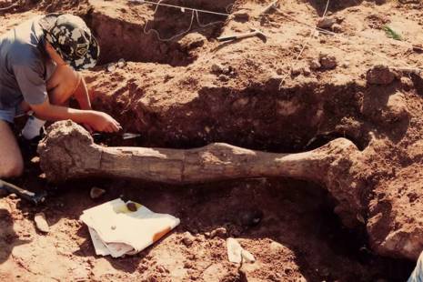 Paleontólogos portugueses descobrem em Angola um dos mais completos plesiossauros de África