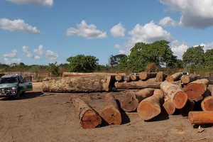 Ministério pode confiscar licenças de exploração em posse de madeireiros