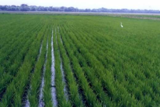 Grupo chinês está a negociar concessão de 30 mil hectares em Angola para cultivo de arroz