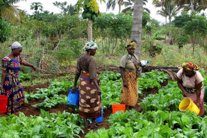 Governo angolano reduz taxa de juro para créditos agropecuários
