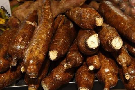 Consumo de mandioca rica em cianeto provoca casos de paralisia flácida em Malanje