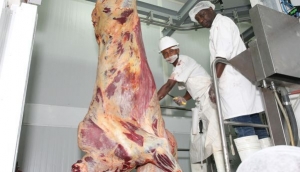 Matadouro de 13 milhões USD abate até dois animais por semana