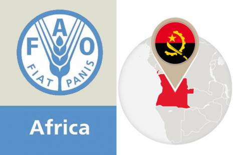 FAO pretende reforçar agro empreendedorismo com meios tecnológicos