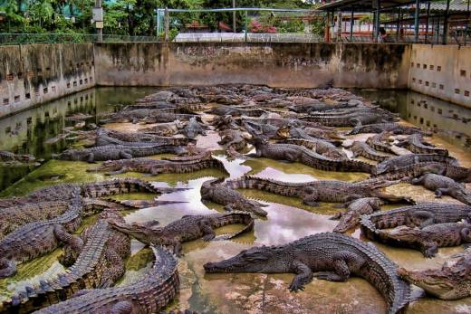 Governo angolano apela ao investimento em fazendas de criação de animais selvagens