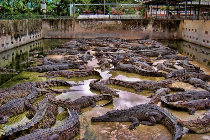Governo angolano apela ao investimento em fazendas de criação de animais selvagens