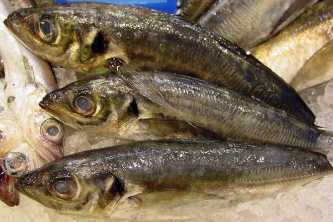 Governo angolano proíbe pesca de carapau até final de agosto para salvaguardar reprodução