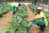 Ministério confirma utilização de fezes humanas numa produção hortícola em Luanda