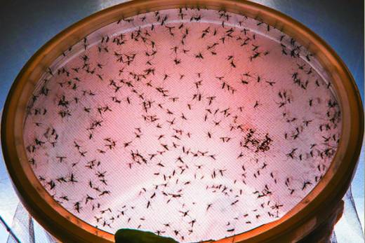 Angola adquire biolarvicida para combate à malária que já provocou mais de 9.000 mortos este ano